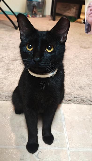 Enlarge Ivy, a Adoptable Domestic Short Hair in Salt Lake City, UT image 3/6