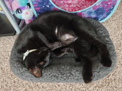 Enlarge Ivy, a Adoptable Domestic Short Hair in Salt Lake City, UT image 6/6
