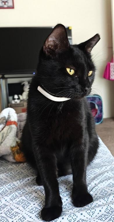 Ivy, Adoptable, Kitten Female Domestic Short Hair.