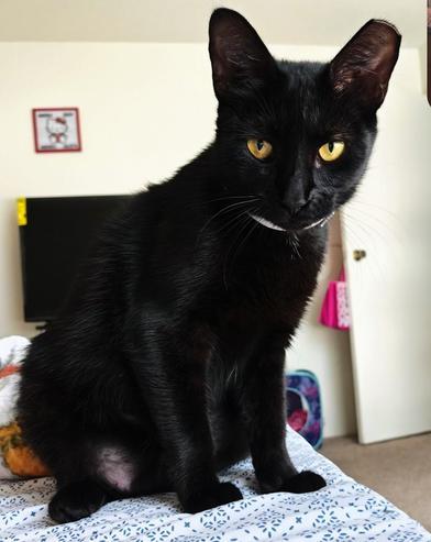 Enlarge Ivy, a Adoptable Domestic Short Hair in Salt Lake City, UT image 2/6