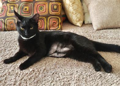 Enlarge Ivy, a Adoptable Domestic Short Hair in Salt Lake City, UT image 5/6