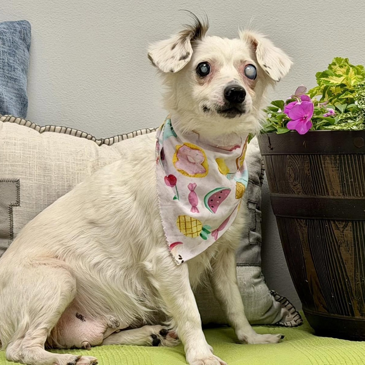 Leeda, an adopted mixed breed in Effingham, IL image 2/3