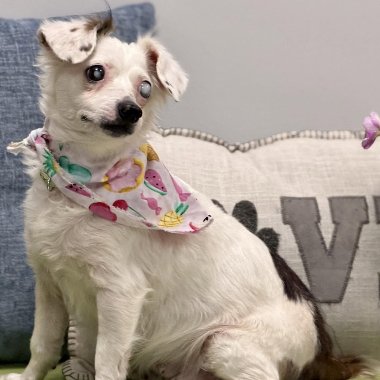 Leeda, an adopted mixed breed in Effingham, IL image 3/3