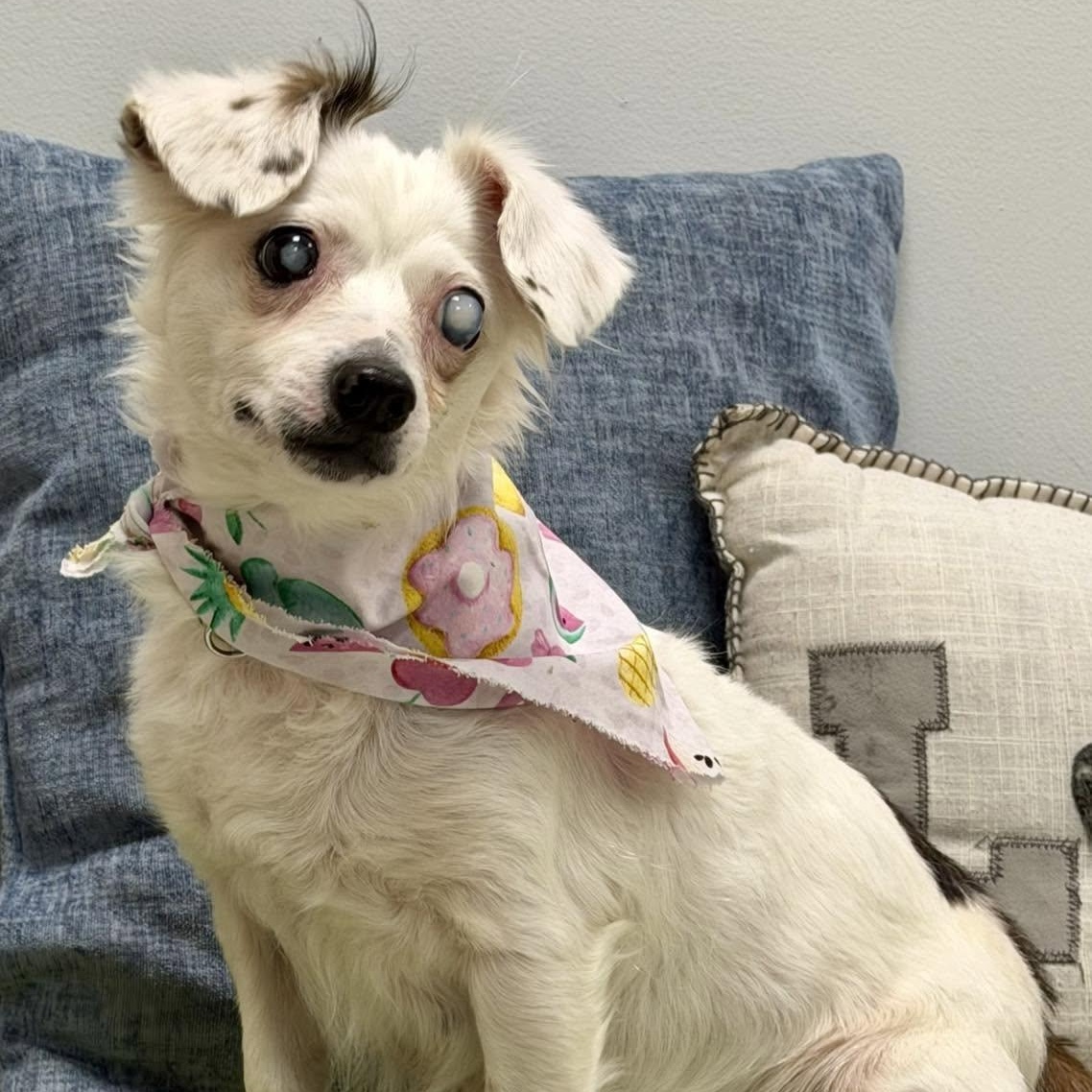 Leeda, adopted, Senior Female Chihuahua.