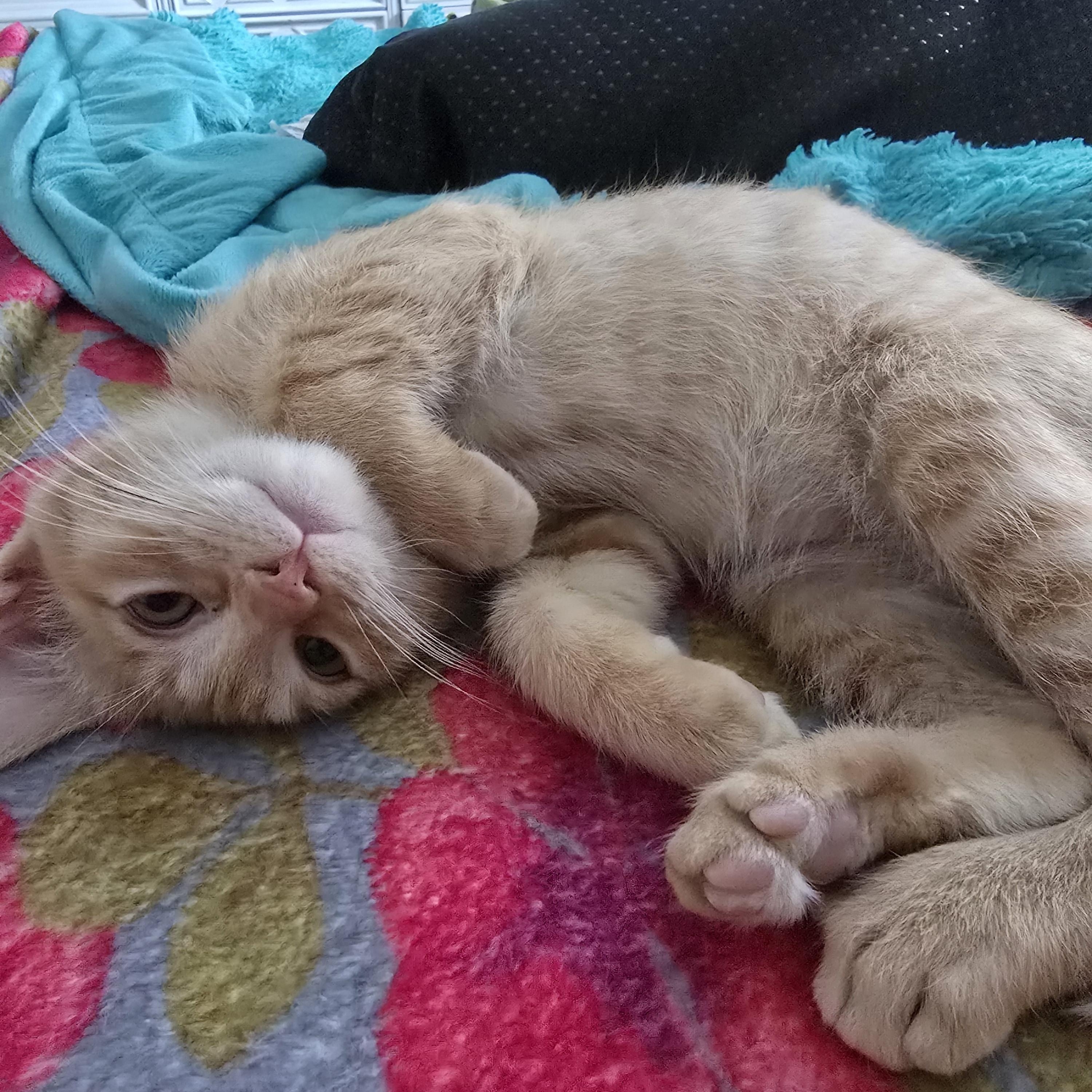 Tempura, a Adoptable Tabby in Midvale, UT image 3/5
