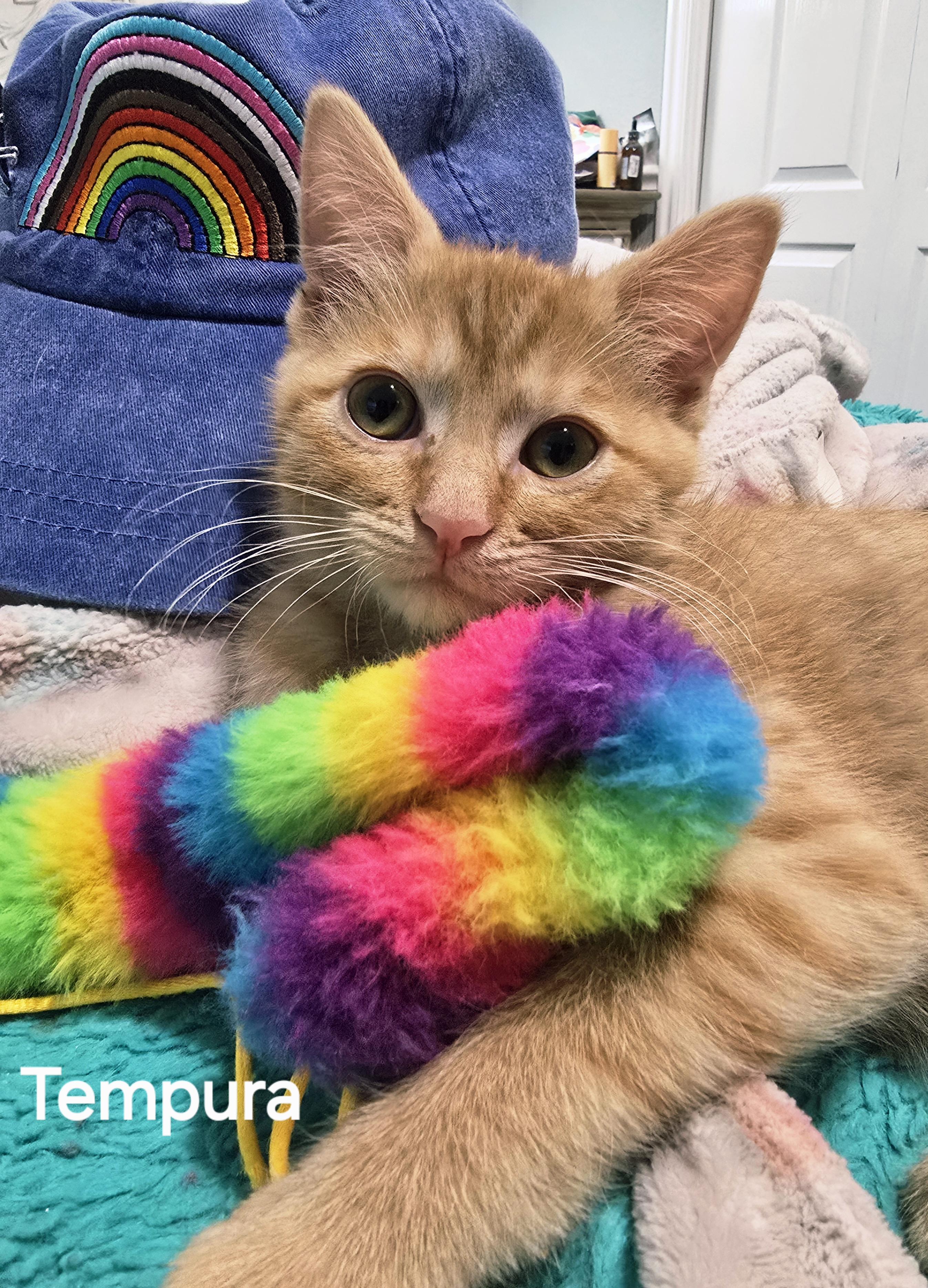 Tempura, a Adoptable Tabby in Midvale, UT image 1/5