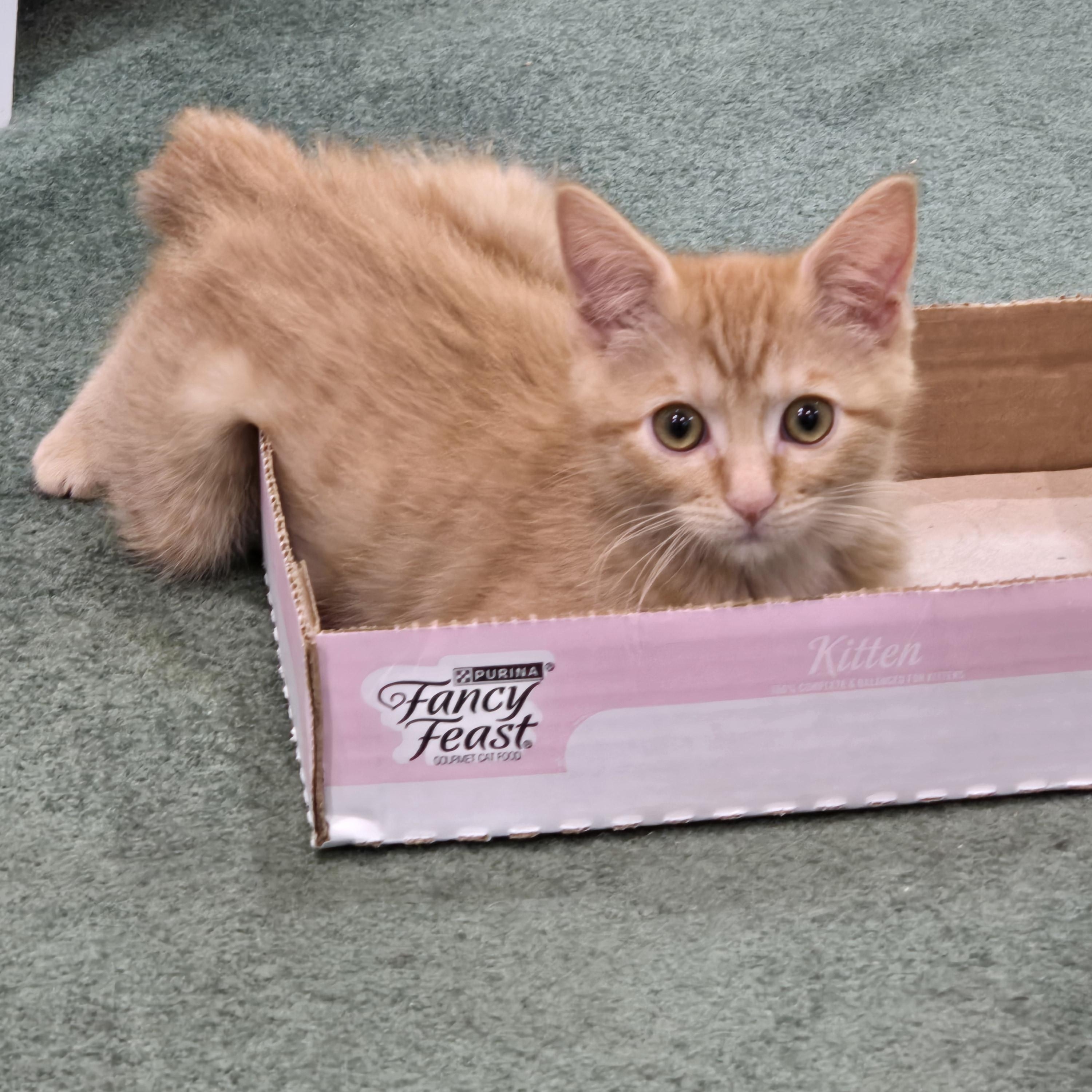 Tempura, a Adoptable Tabby in Midvale, UT image 2/5