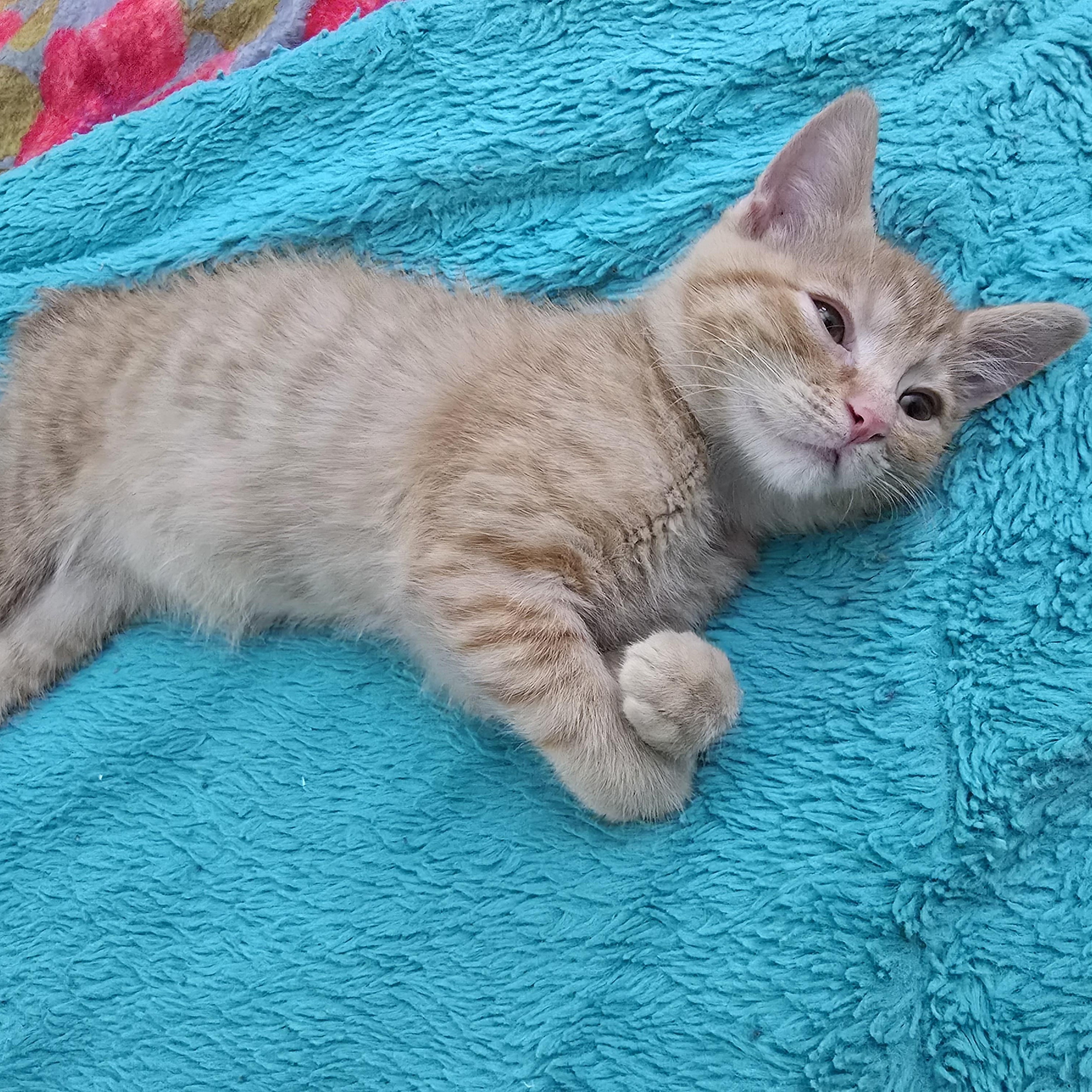 Tempura, a Adoptable Tabby in Midvale, UT image 5/5