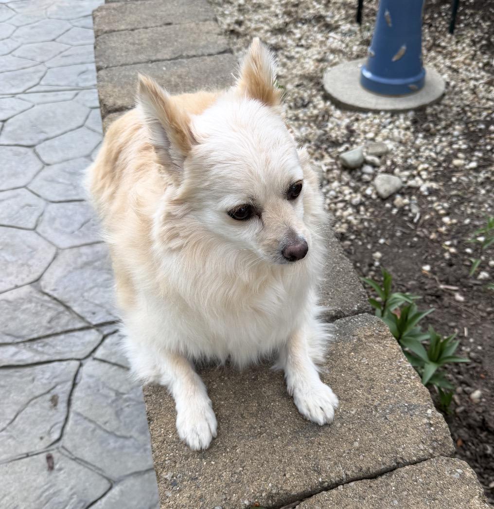 Bubbles, a ADOPTABLE Mixed Breed in Maineville, OH image 2/2