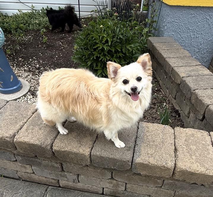 Bubbles, ADOPTABLE, Adult Female Mixed Breed.