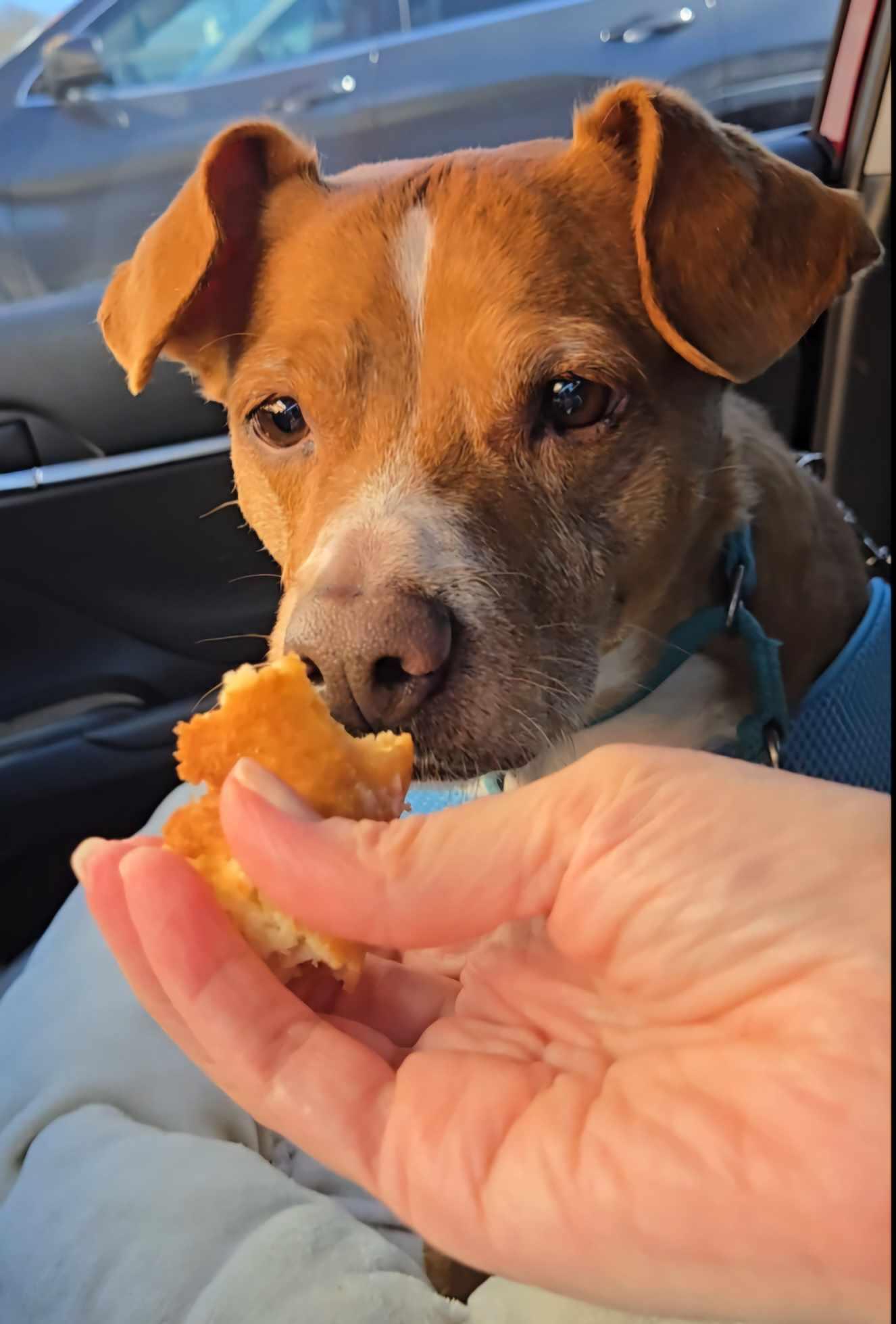 Louie (aka Dre) Bolster, Adoptable, Senior Male Beagle.