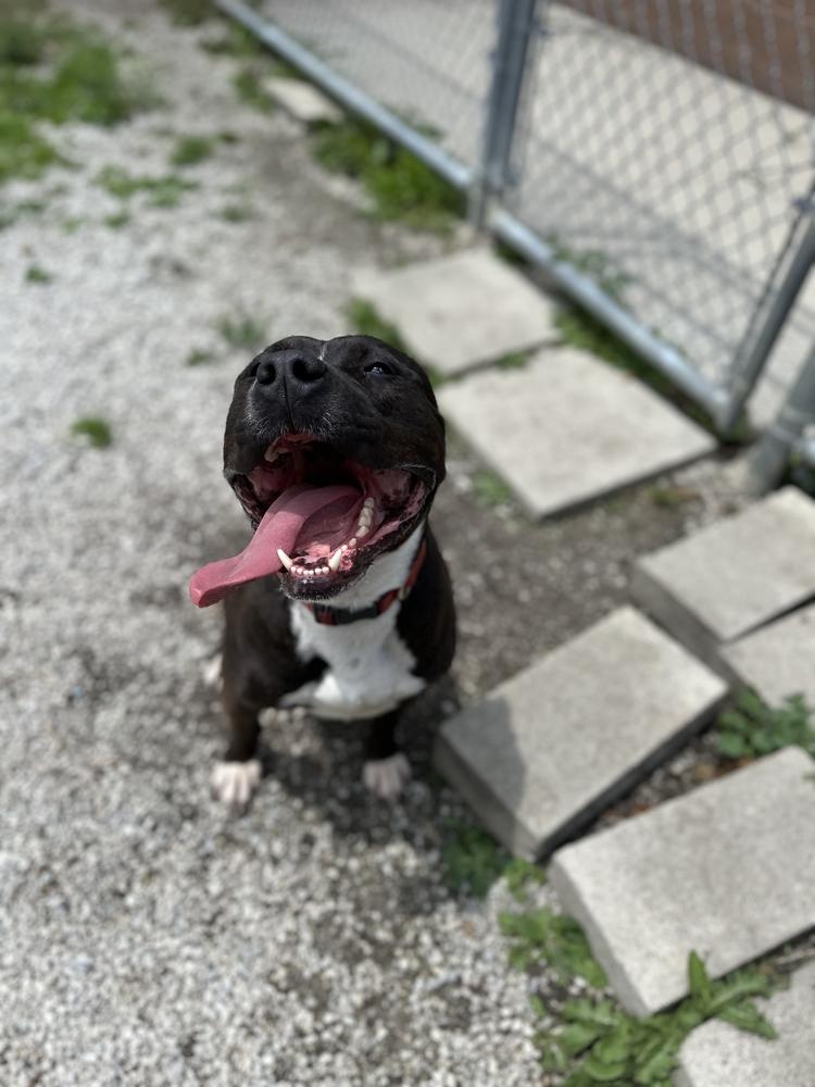 Boss, Adopted, Adult Male Pit Bull Terrier.