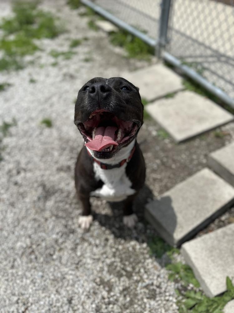 Boss, a Adopted mixed breed in Bowling Green, OH image 2/3
