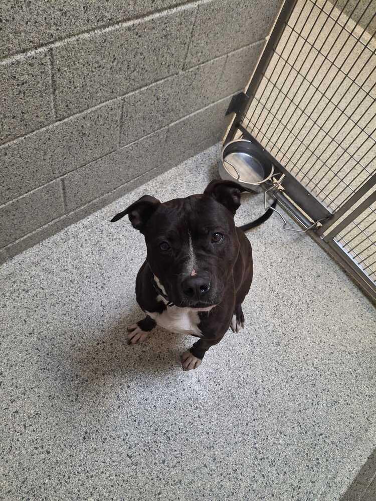 Boss, a Adopted mixed breed in Bowling Green, OH image 3/3