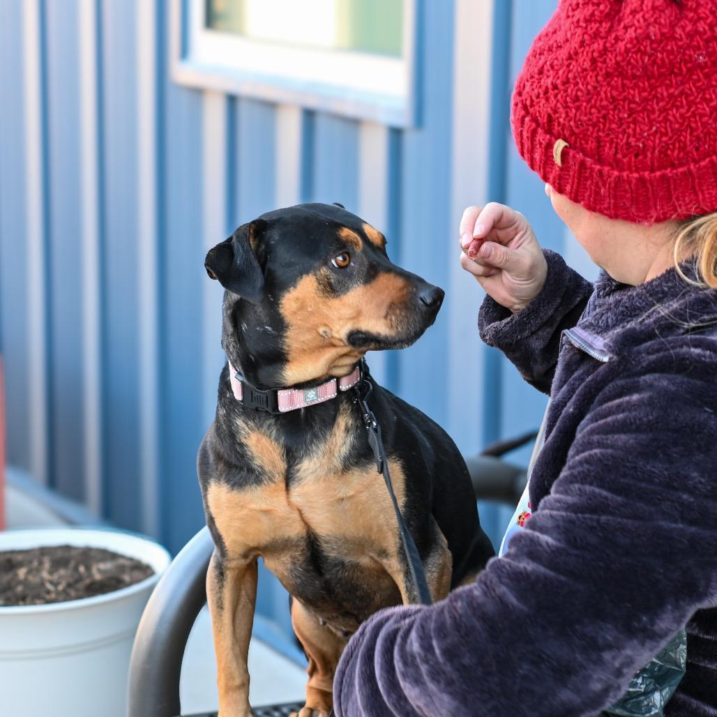 Enlarge Tanya, a Adoptable Manchester Terrier in Albuquerque, NM image 4/6