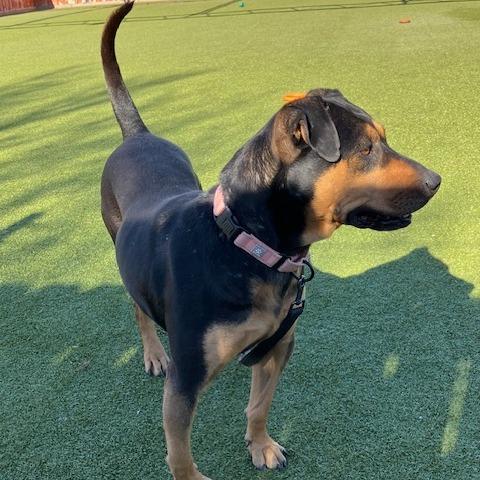 Enlarge Tanya, a Adoptable Manchester Terrier in Albuquerque, NM image 5/6