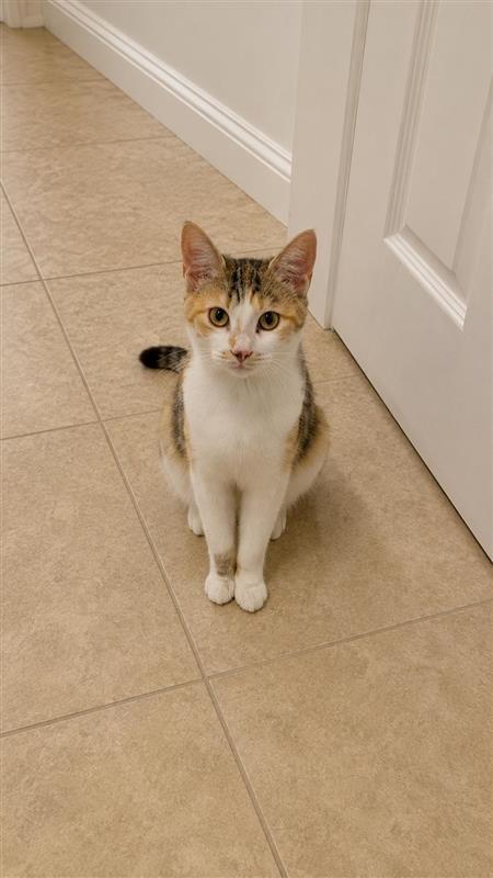 Sunflower, Adoptable, Young Female Calico.