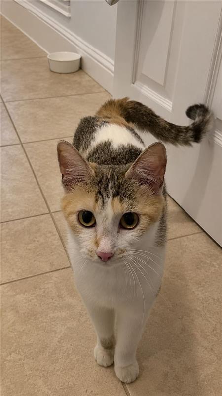 Sunflower, a Adoptable Calico in Fayetteville, AR image 2/3