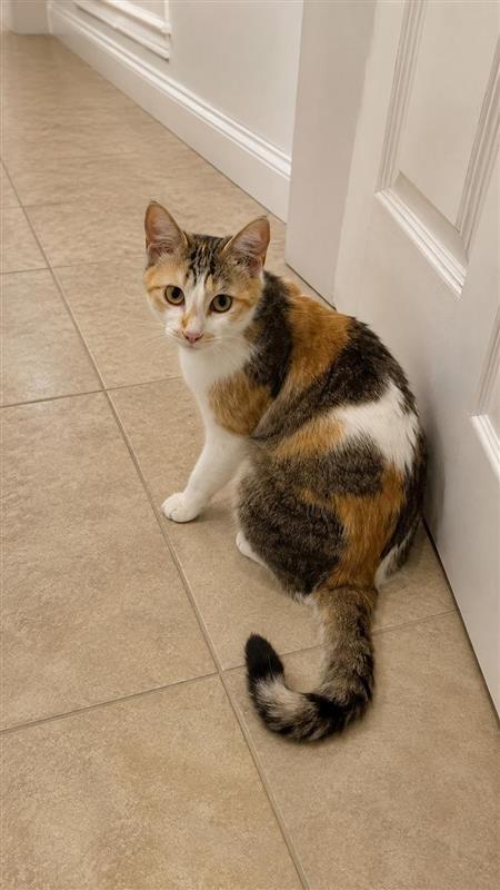 Sunflower, a Adoptable Calico in Fayetteville, AR image 3/3