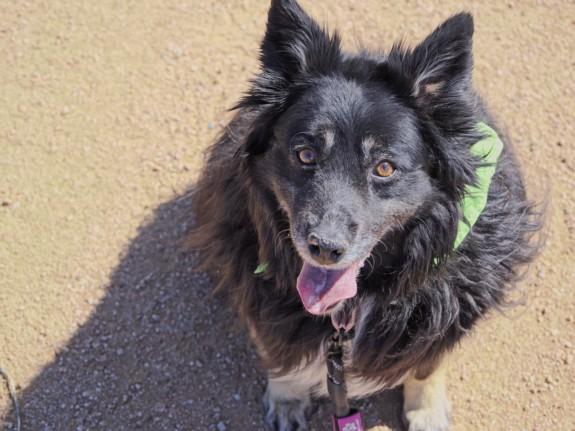 Enlarge BETTY, a Adoptable Mixed Breed in Santa Fe, NM image 1/1