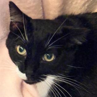 Enlarge Ross, a Adoptable Domestic Short Hair in Boston, MA image 1/2