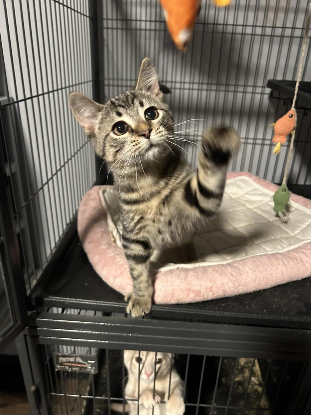 Spike, Adoptable, Kitten Male Tabby.