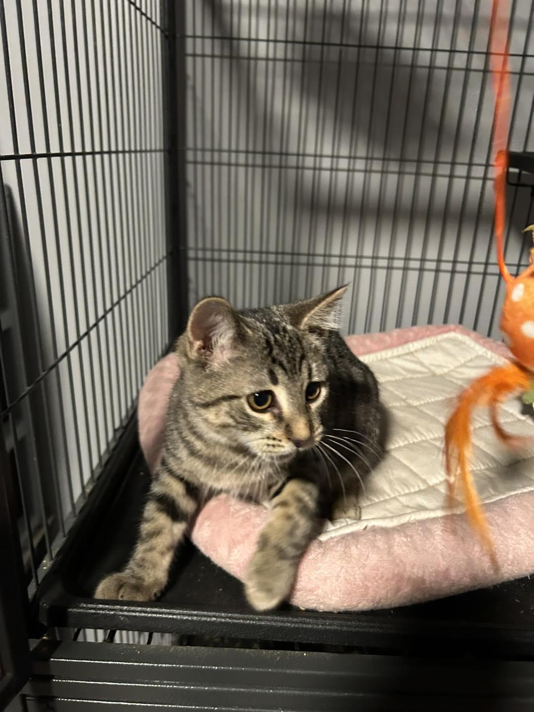 Enlarge Spike, a Adoptable Tabby in Richmond Dale, OH image 2/3