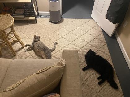 Enlarge Scout, an adoptable Domestic Short Hair in Athens, GA image 2/2