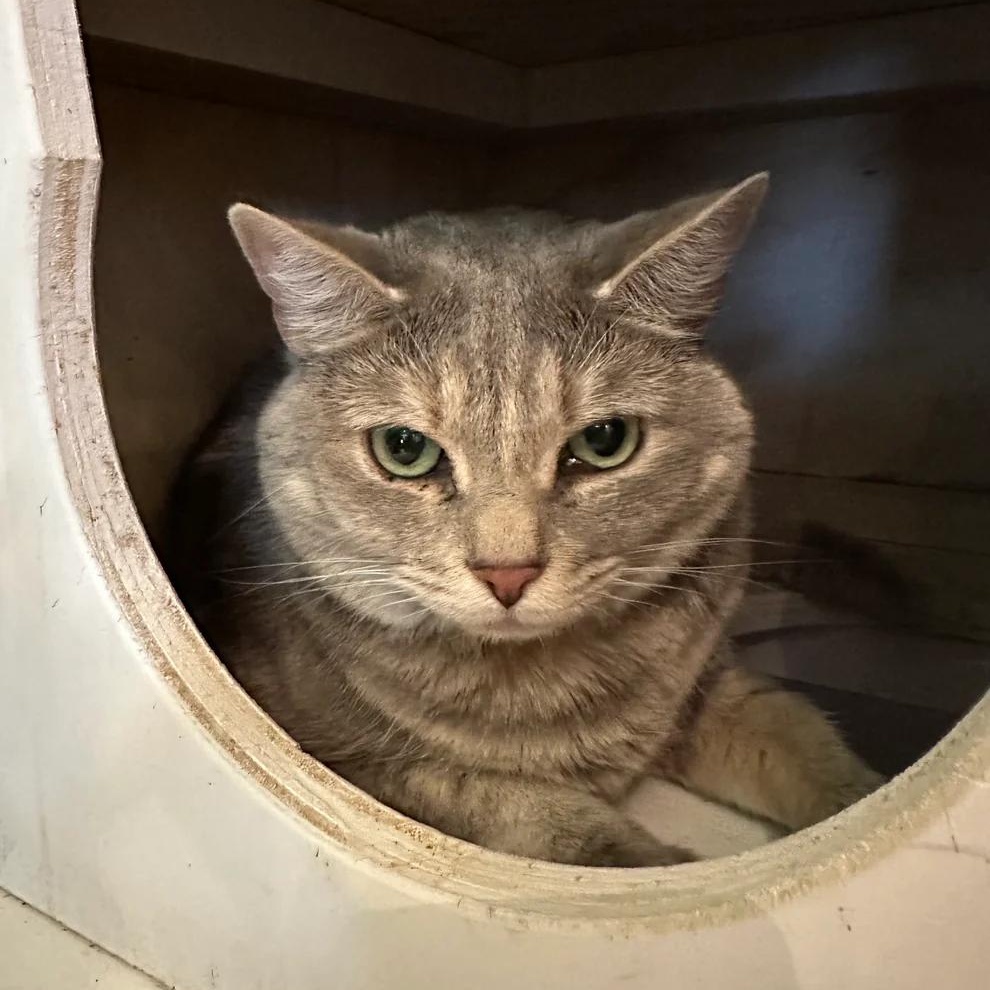 Enlarge Scout, an adoptable Domestic Short Hair in Athens, GA image 1/2