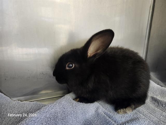 Enlarge FREDRICO, a Adoptable Bunny Rabbit in Santa Cruz, CA image 1/1
