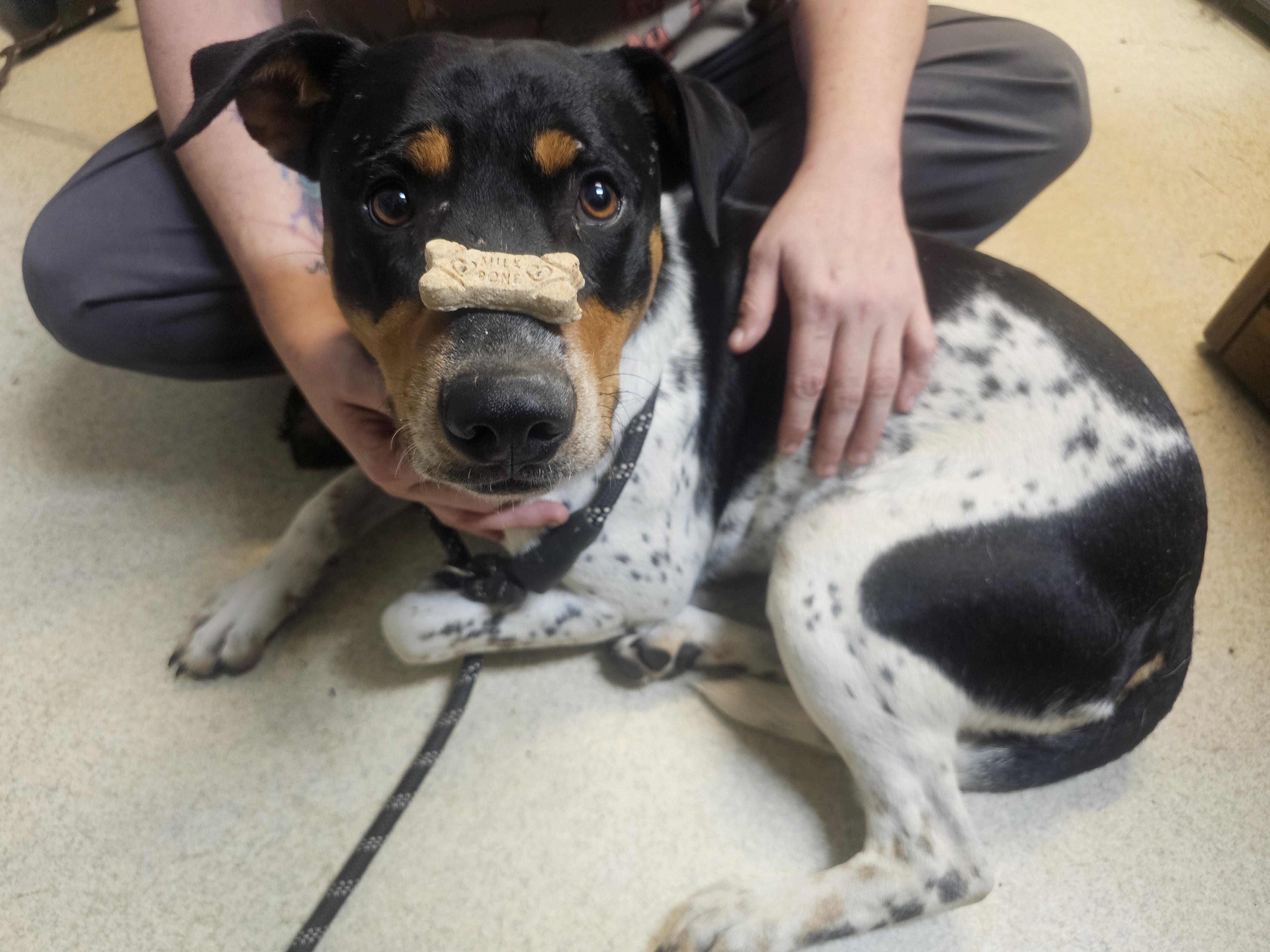 WRANGLER, an adopted mixed breed in TULSA, OK image 3/5