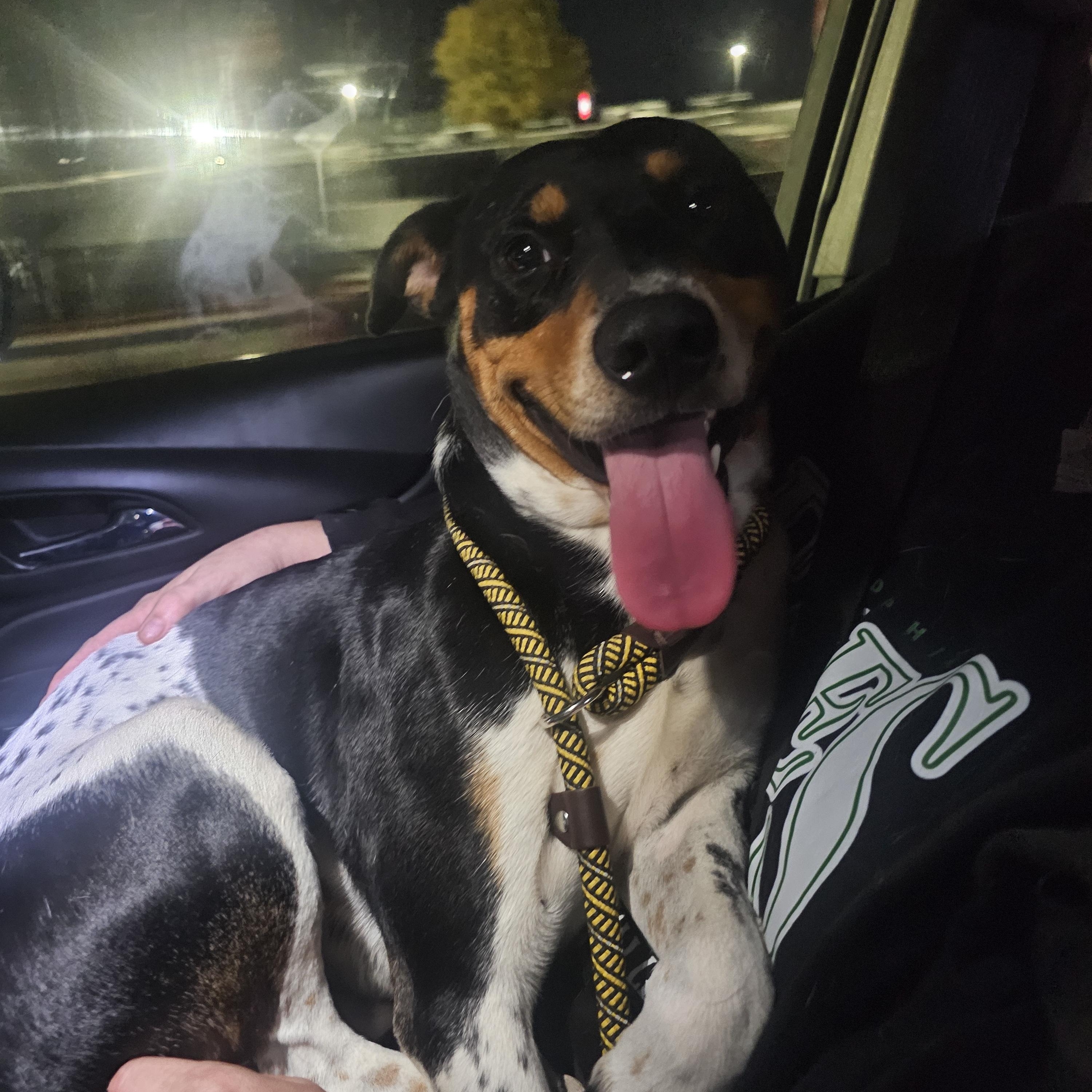 WRANGLER, an adopted mixed breed in TULSA, OK image 4/5