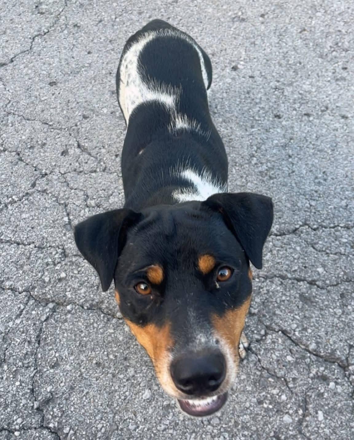 WRANGLER, adopted, Young Male Australian Cattle Dog / Blue Heeler.