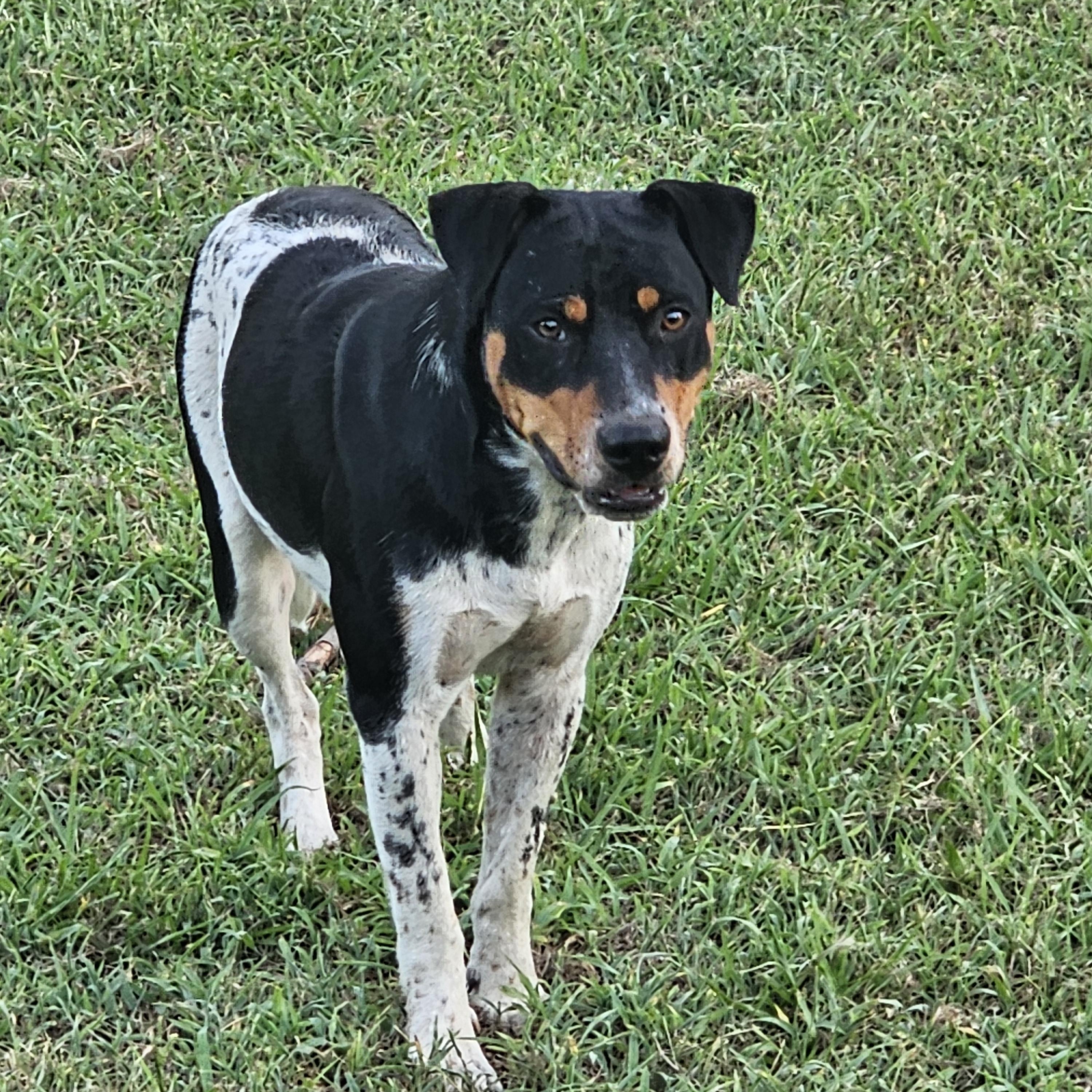 WRANGLER, an adopted mixed breed in TULSA, OK image 2/5