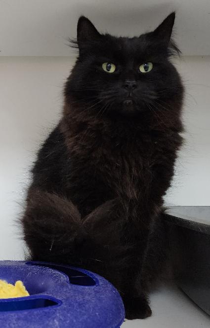 Ruby (bonded with Archie), a Adoptable Domestic Long Hair in Neillsville, WI image 2/6