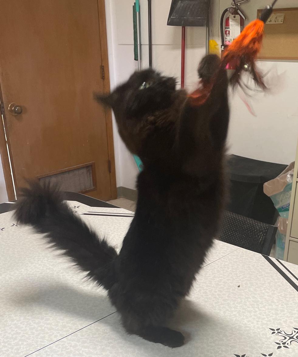 Ruby (bonded with Archie), a Adoptable Domestic Long Hair in Neillsville, WI image 4/6