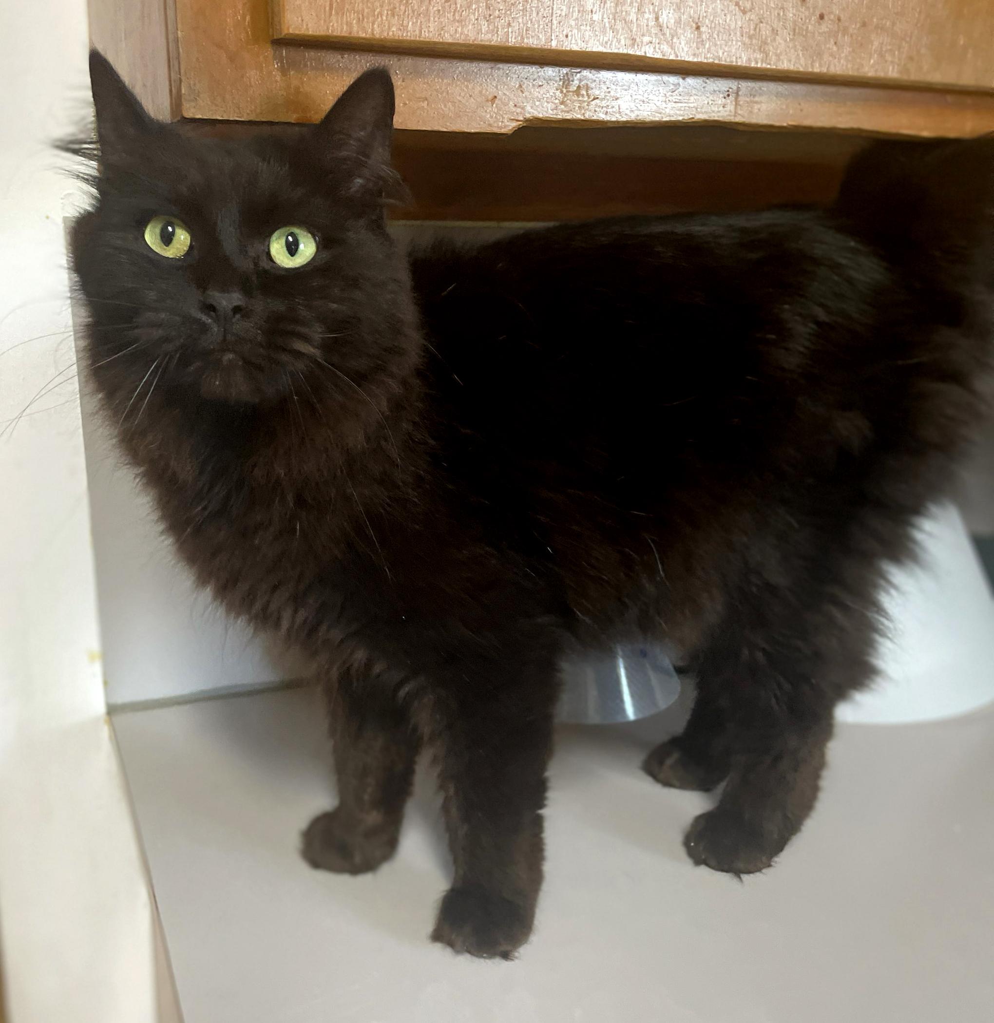 Ruby (bonded with Archie), a Adoptable Domestic Long Hair in Neillsville, WI image 3/6