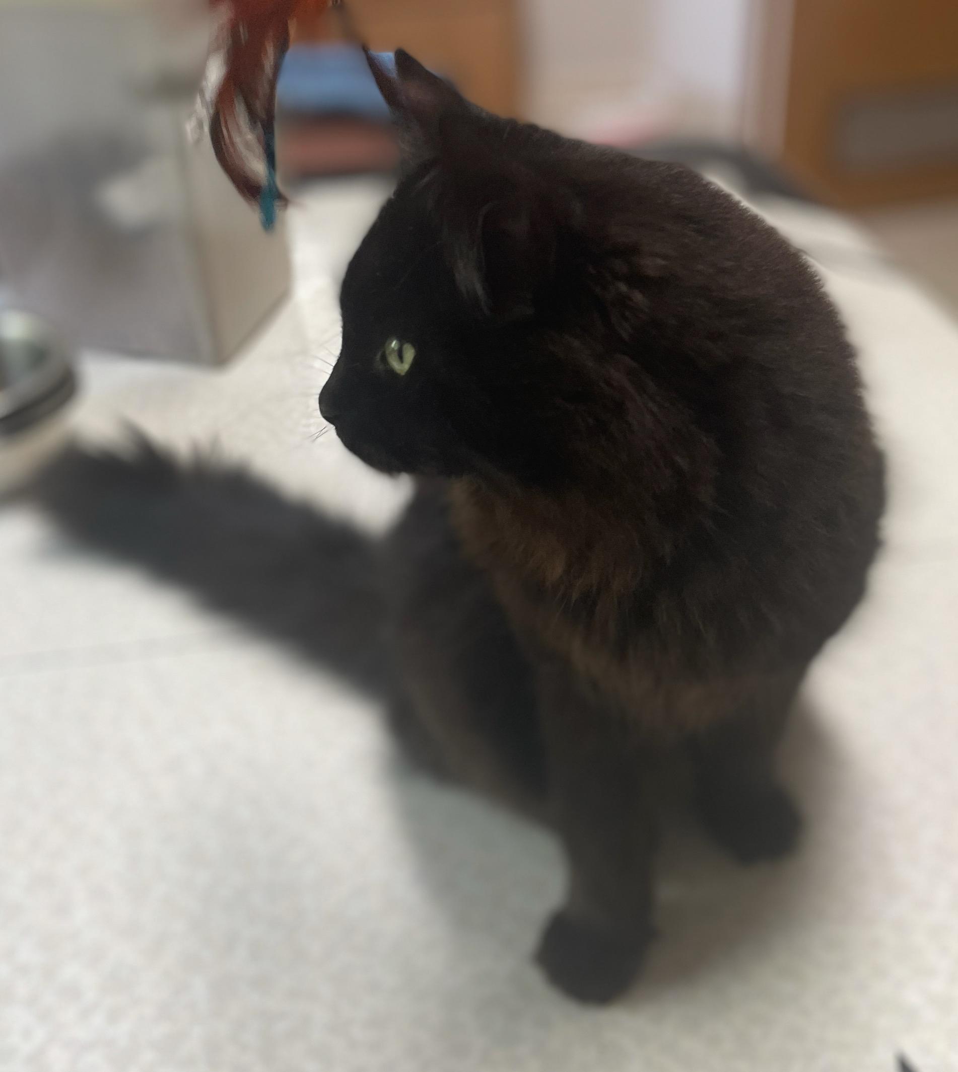 Ruby (bonded with Archie), a Adoptable Domestic Long Hair in Neillsville, WI image 5/6