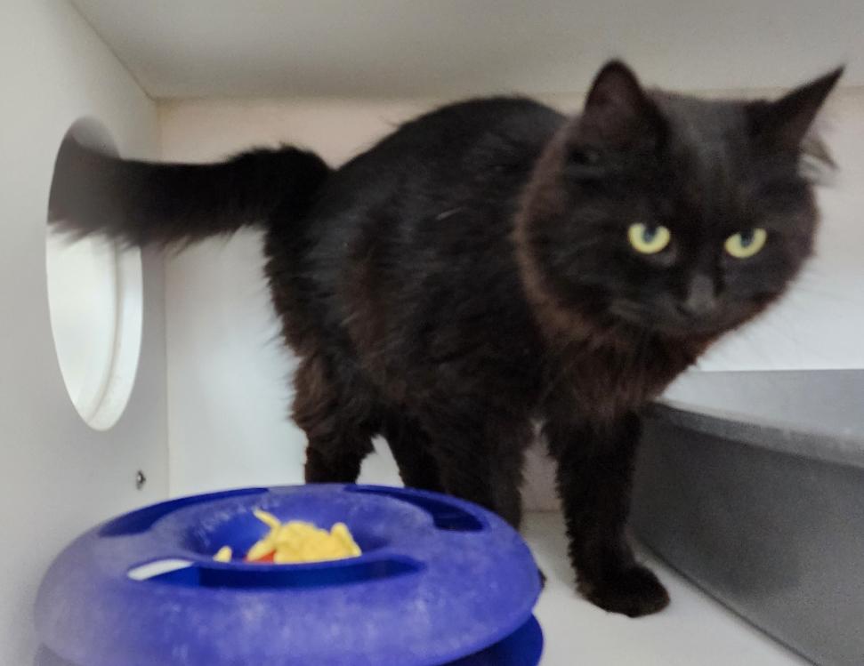 Ruby (bonded with Archie), a Adoptable Domestic Long Hair in Neillsville, WI image 6/6
