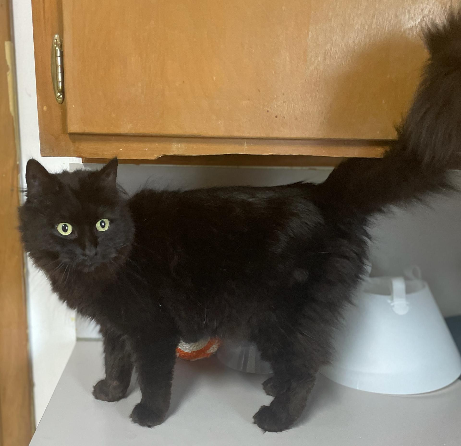 Ruby (bonded with Archie), Adoptable, Adult Female Domestic Long Hair.