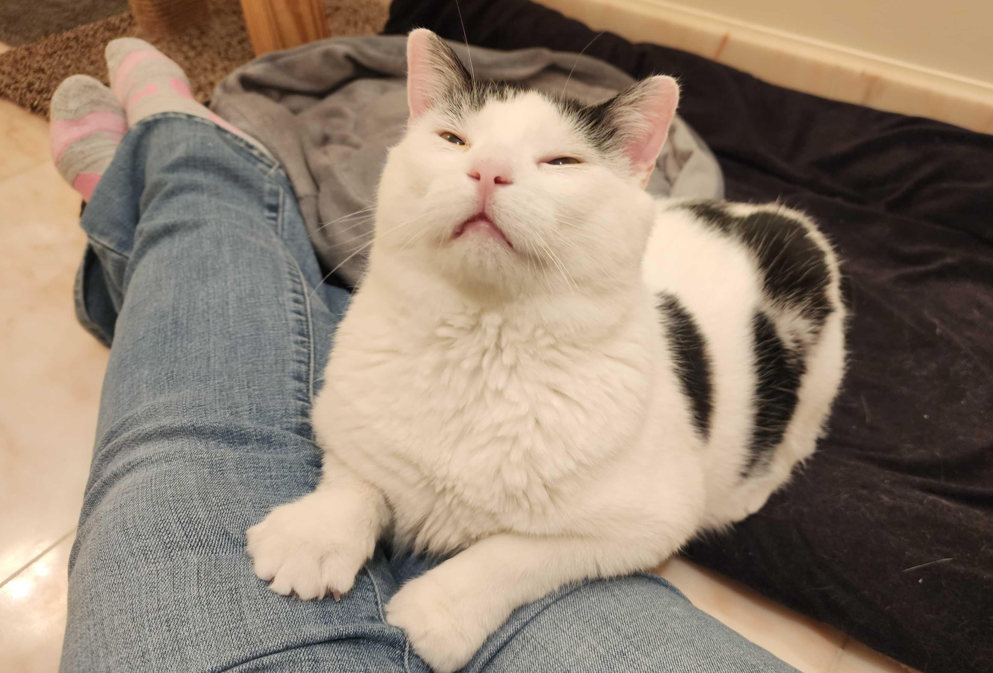 Enlarge Cactus, a Adoptable Domestic Short Hair in Toronto, ON image 2/6