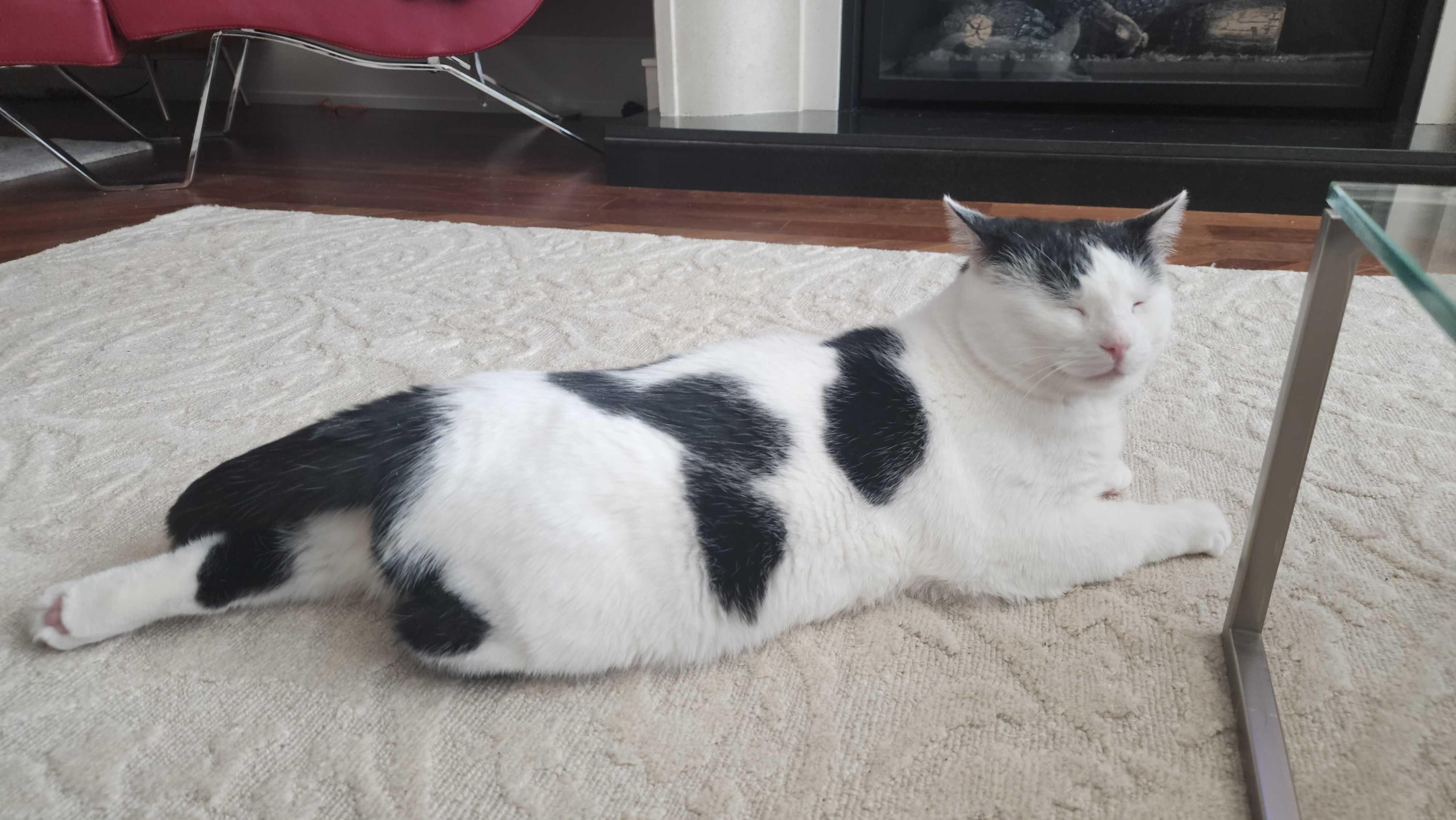 Enlarge Cactus, a Adoptable Domestic Short Hair in Toronto, ON image 3/6