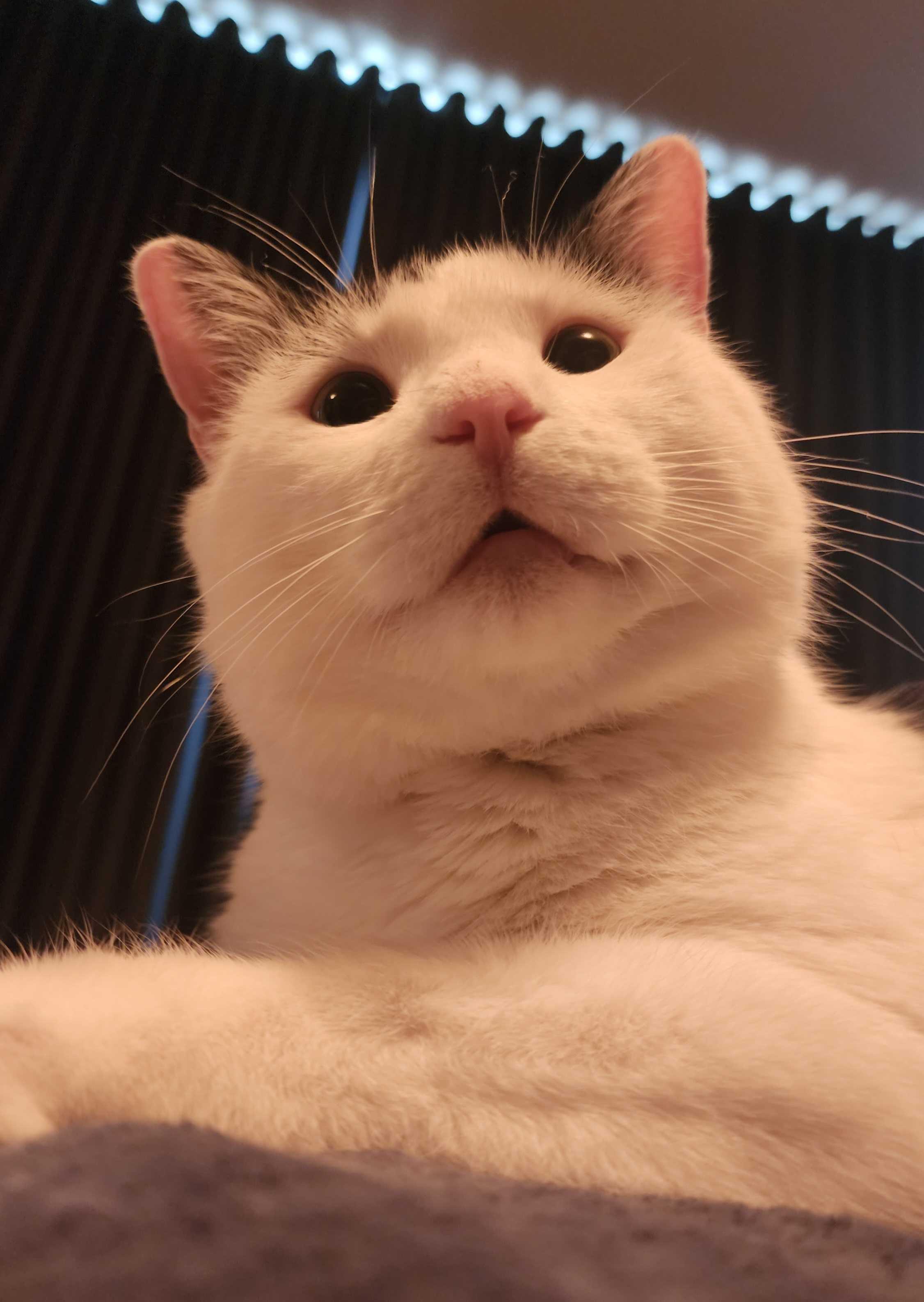 Enlarge Cactus, a Adoptable Domestic Short Hair in Toronto, ON image 4/6