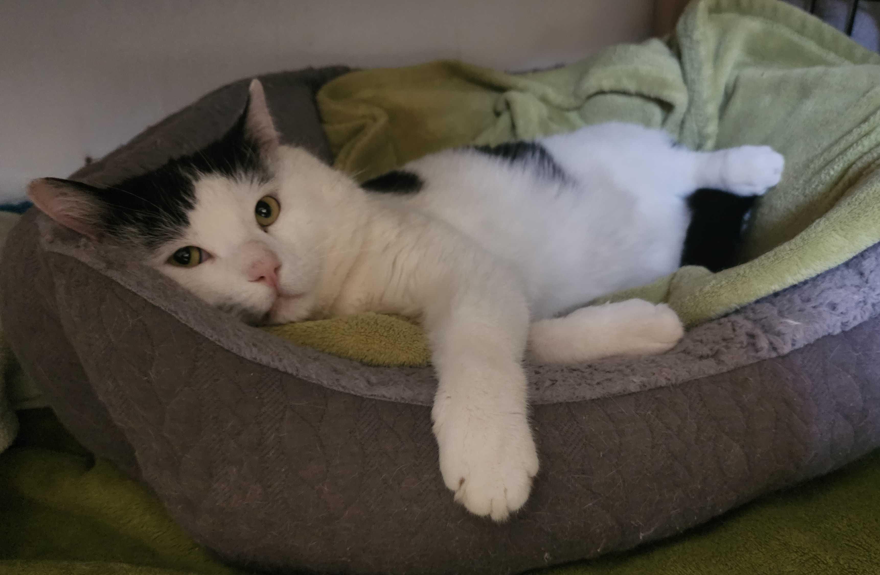 Enlarge Cactus, a Adoptable Domestic Short Hair in Toronto, ON image 5/6