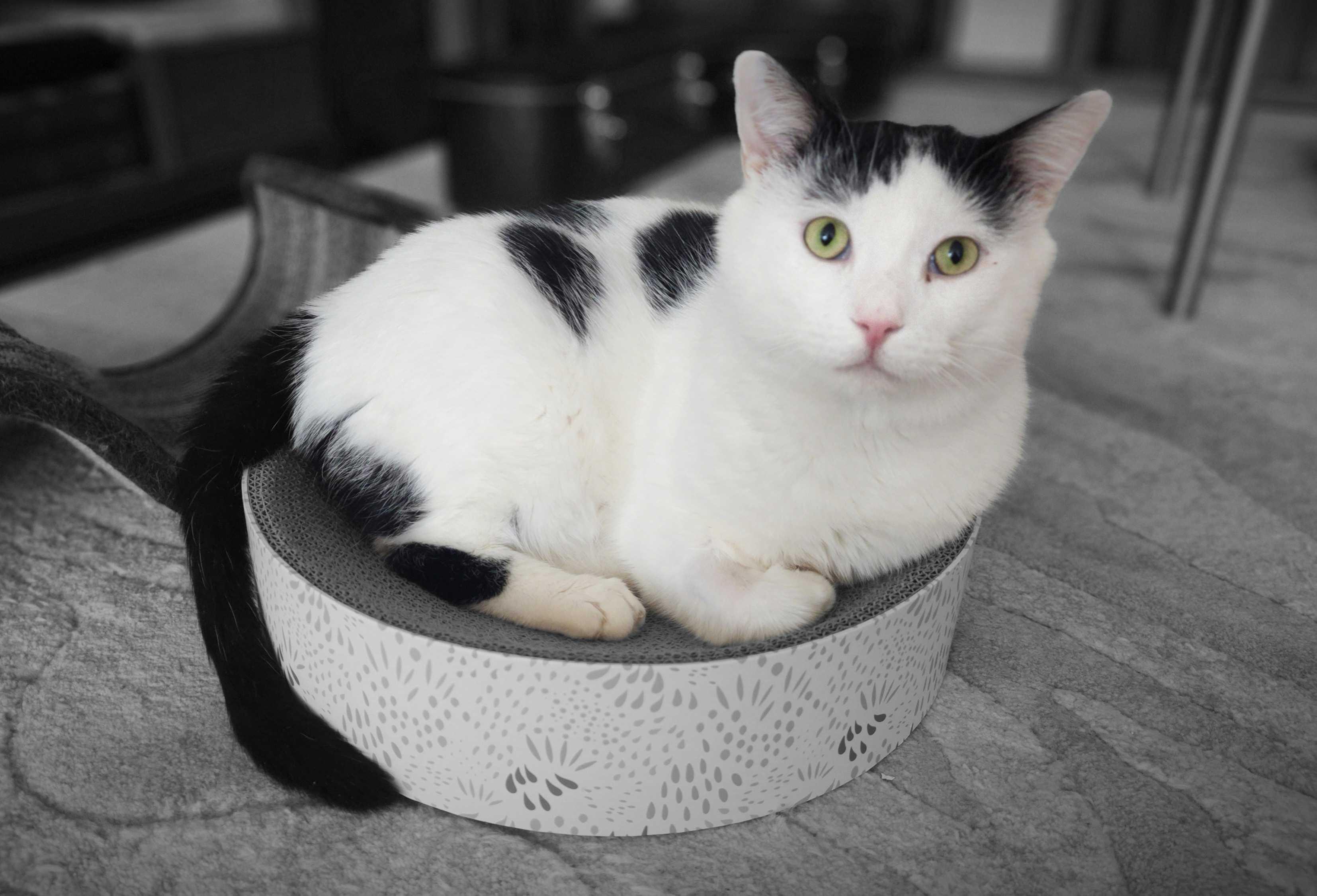 Enlarge Cactus, a Adoptable Domestic Short Hair in Toronto, ON image 1/6