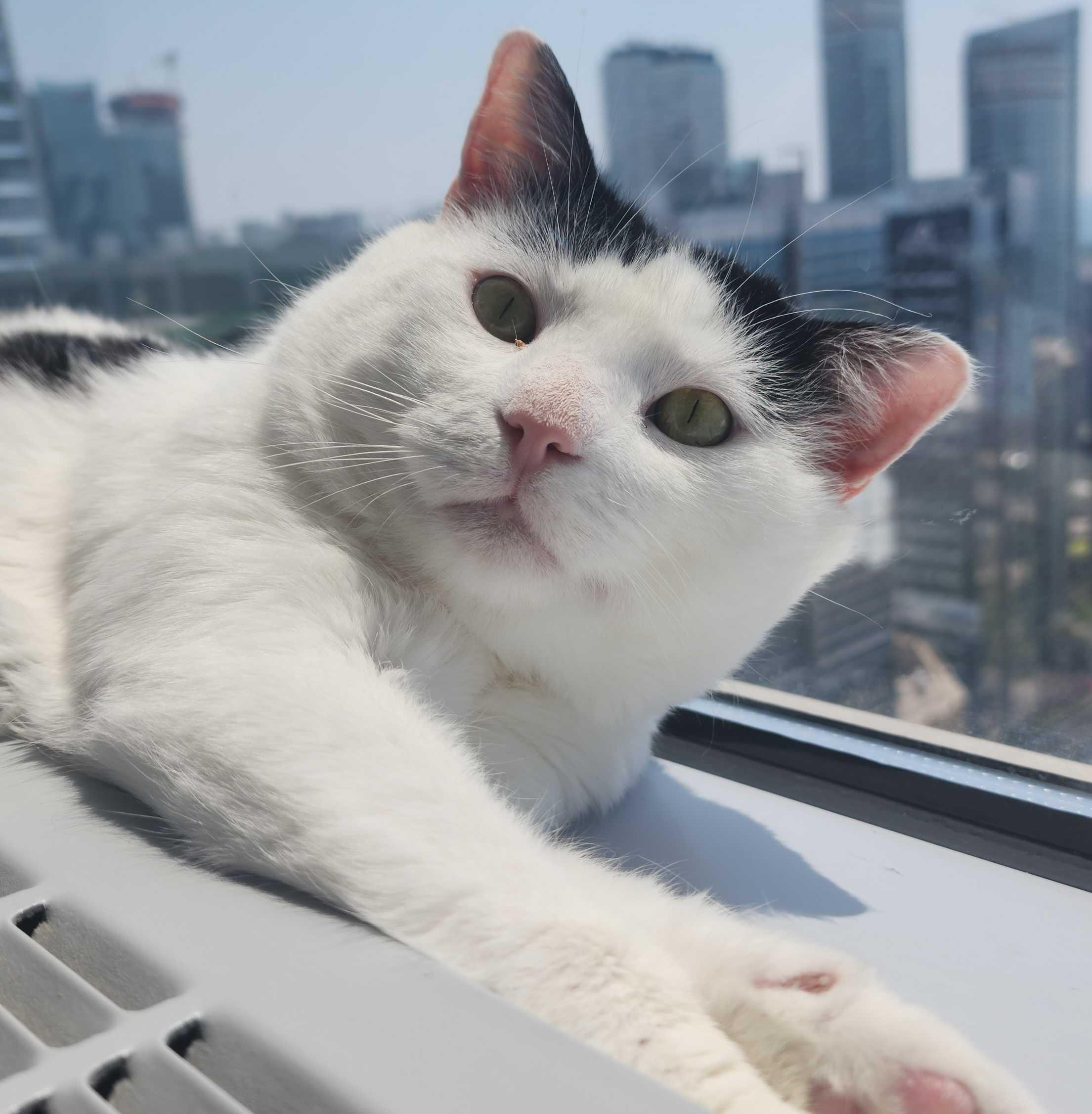 Enlarge Cactus, a Adoptable Domestic Short Hair in Toronto, ON image 6/6