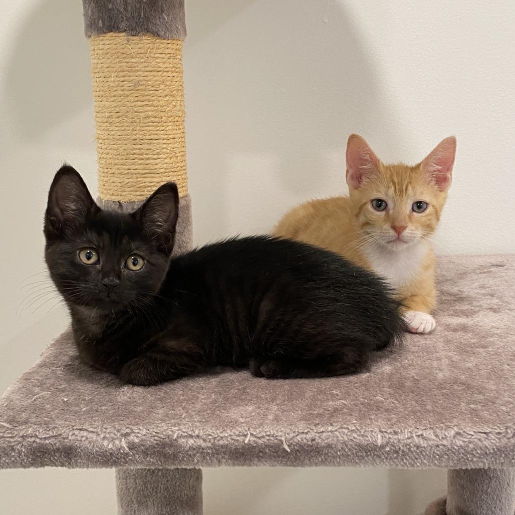 Switchboard, Adoptable, Kitten Female Domestic Short Hair.
