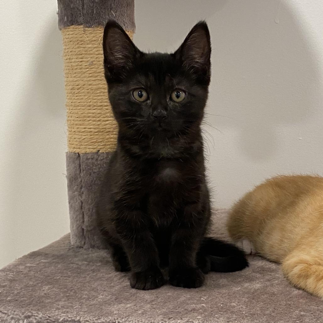 Enlarge Switchboard, a Adoptable Domestic Short Hair in Baltimore, MD image 4/4