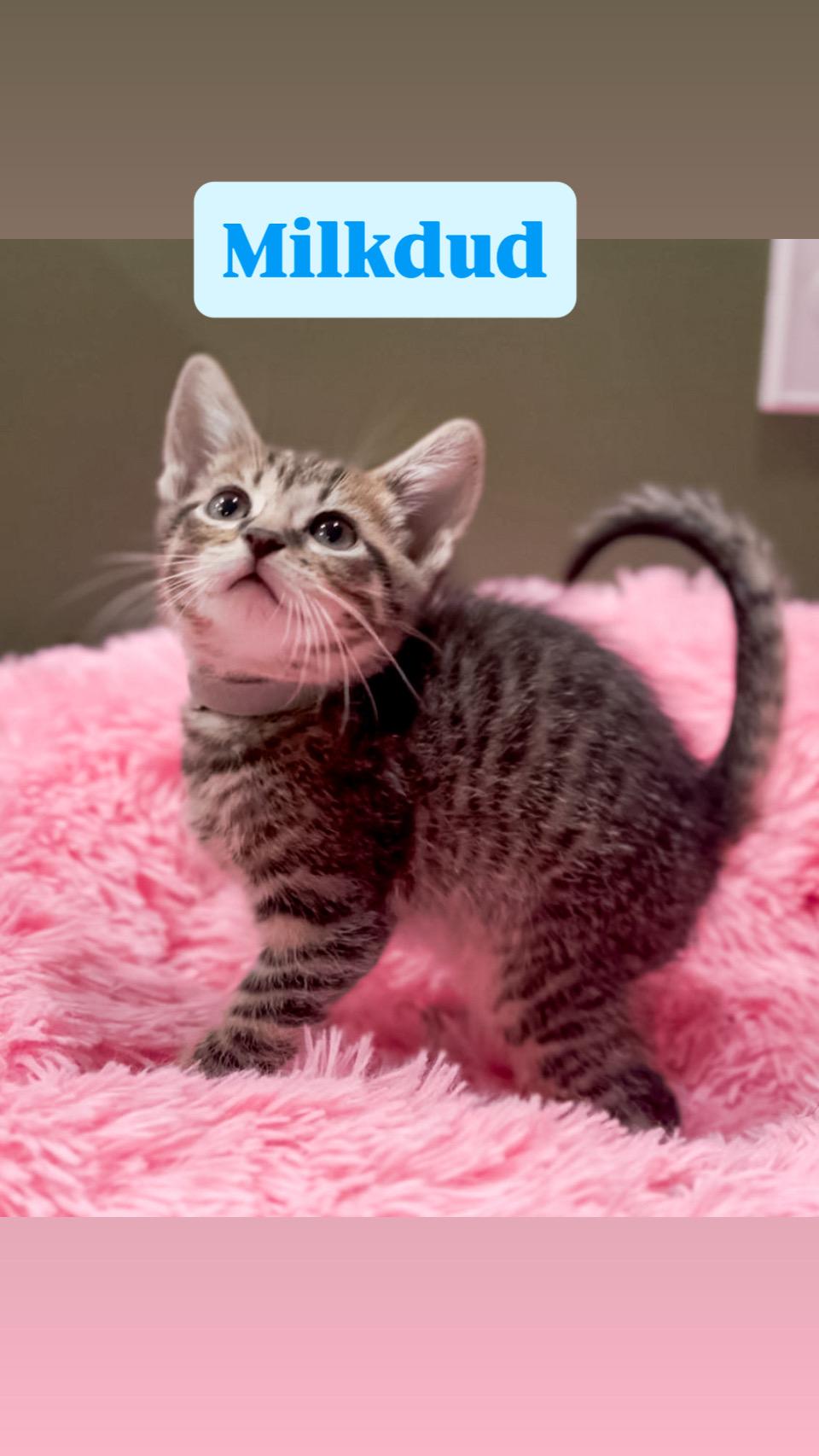 Enlarge Milkdud, a Adoptable Domestic Short Hair in Crown Point, IN image 1/1