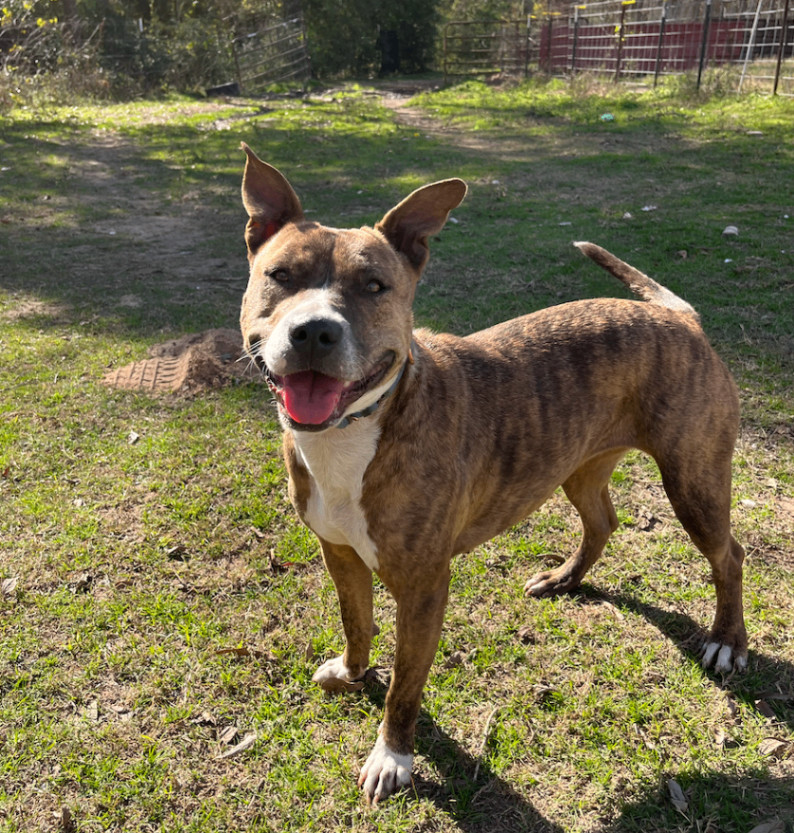 Punkie, a Adoptable mixed breed in Austin, TX image 1/3